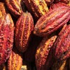Tabaka KAKAO DZIKIE RAPEH Wild Cacao RAPE KANAMARI BRAZYLIA Relax Relaks