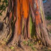 RAPÉH MULATEIRO TREE | RAPÉ NUKINI, BRAZYLIA | GROUNDING