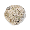 Muszla Abalone w rozmiarze L – widok zewnętrzny
