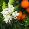 Woda Zapachowa Kolońska Kwiat Pomarańczy Unisex Orange Blossom Murray 221ml