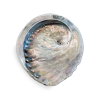 Muszla Abalone w rozmiarze M jako podstawka pod Palo Santo i białą szałwię