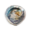 Muszla Abalone w rozmiarze M – widok z góry
