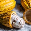 Kakao Ceremonialne bez cukru Peru Criollo Traditional 60g zestaw 2 sztuki