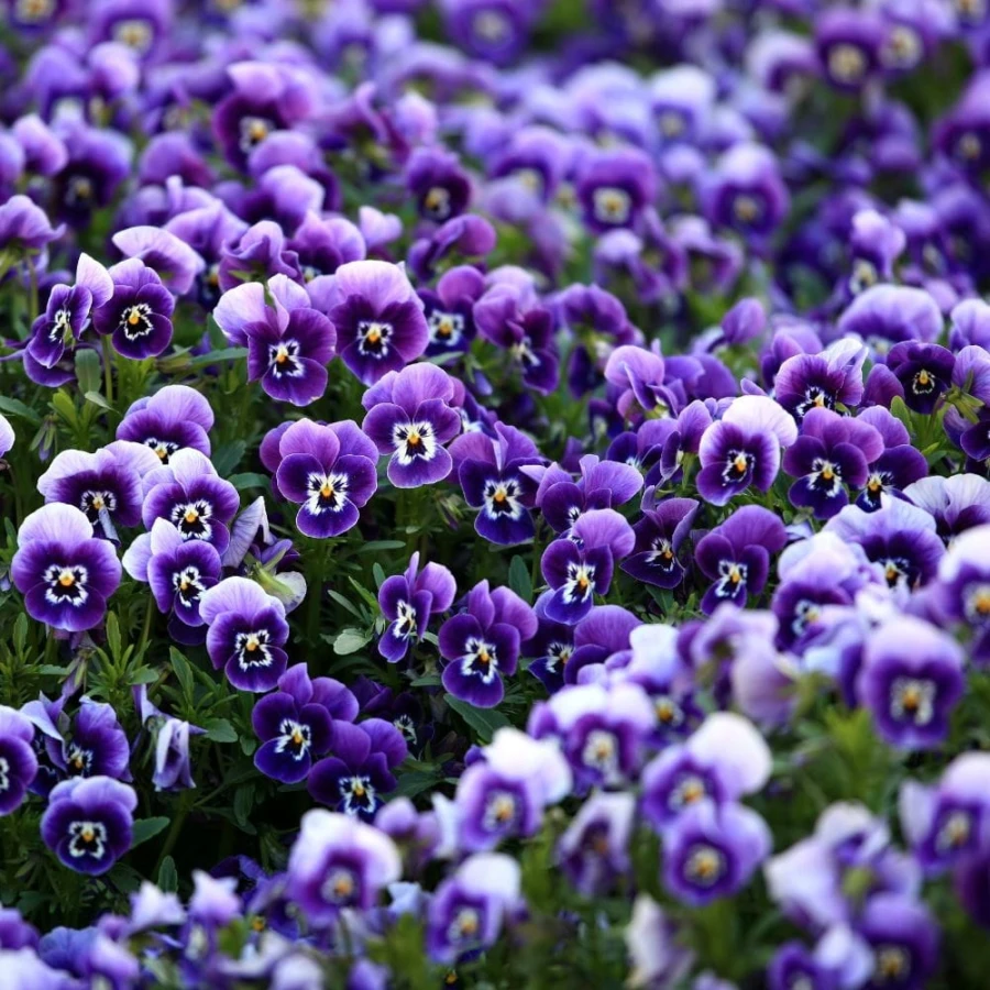 Woda Zapachowa Unisex Colonia de Violetas Fiołki Murray Lanman Kemp 221ml