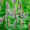 Mydło w kostce do kąpieli Patchouli Pacholi Paczula Murray Lanman Kemp Peru