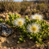 Roślina Kanna (Sceletium tortuosum)
