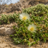 Roślina Kanna (Sceletium tortuosum)