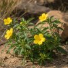 Roślina Damiana (Turnera diffusa) z Meksyku