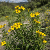 Roślina Tagetes lucida z Meksyku