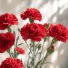Goździk ogrodowy (Dianthus caryophyllus)
