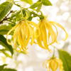 Kwiaty ylang-ylang (Cananga odorata)
