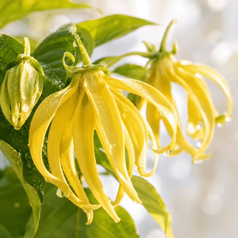 Kwiaty ylang-ylang (Cananga odorata)