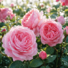 Kwiaty róży (Rosa × damascena)