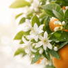 Kwiaty pomarańczy gorzkiej (Citrus × aurantium)