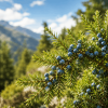Jałowiec pospolity (Juniperus communis)