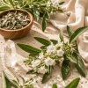 Yerba santa (Eriodictyon californicum)