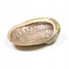 Muszla Abalone z Wietnamu w rozmiarze M jako podstawka pod Palo Santo i białą szałwię