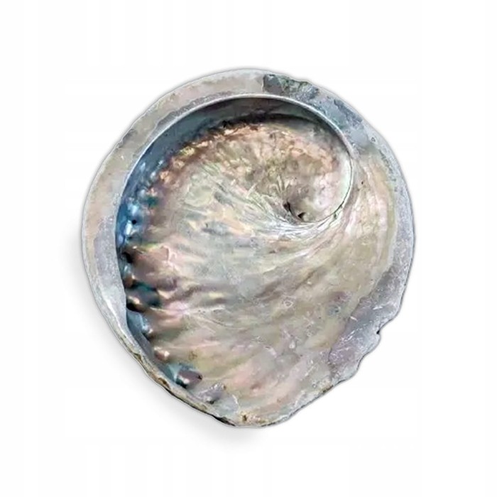 PODSTAWKA POD KADZIDEŁKO Palo Santo Muszla Abalone Wietnam Rozmiar M
