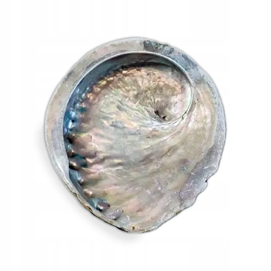 Muszla Abalone z Wietnamu – widok wewnętrzny