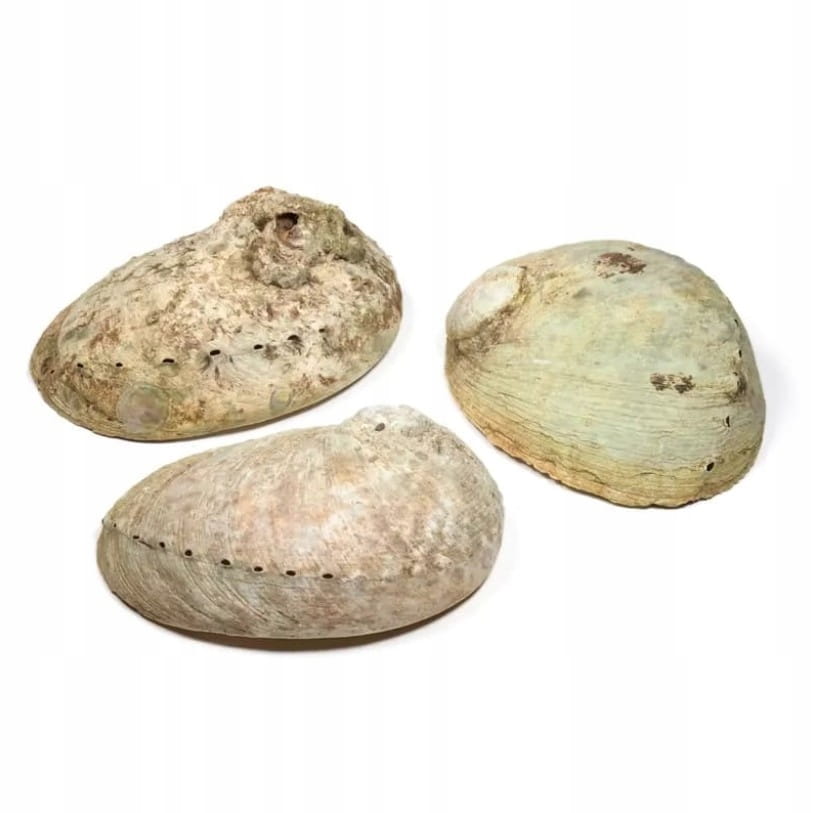 PODSTAWKA POD KADZIDEŁKO Palo Santo Muszla Abalone Wietnam Rozmiar M