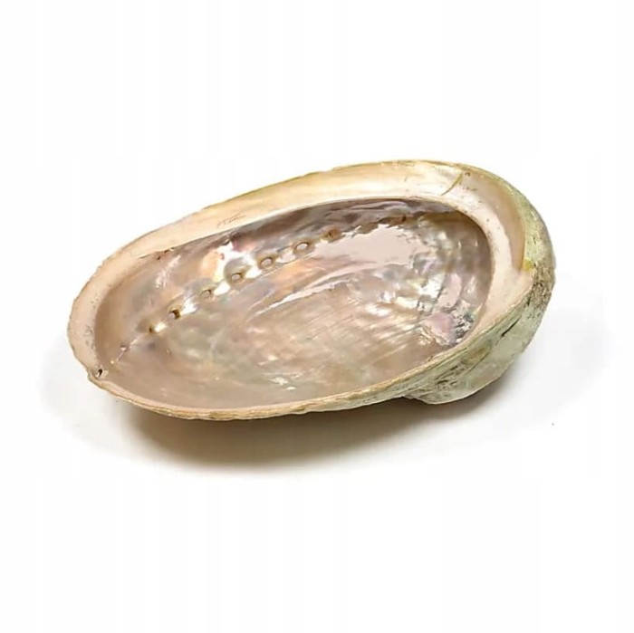 Muszla Abalone z Wietnamu w rozmiarze L jako podstawka pod Palo Santo i białą szałwię