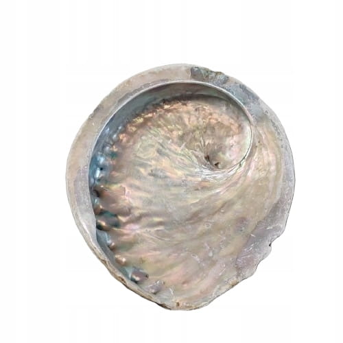 Muszla Abalone z Wietnamu – widok wewnetrzny