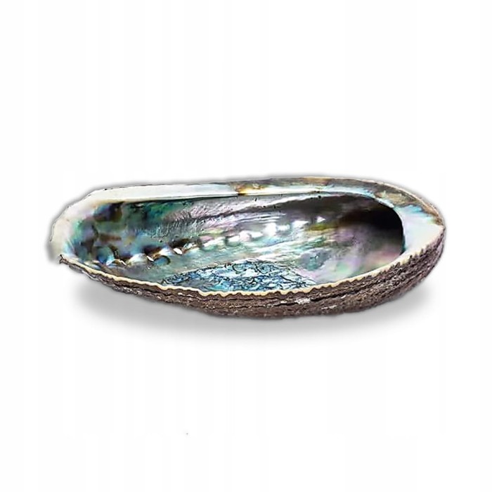 Muszla Abalone Zielona Haliotis fulgens jako podstawka pod Palo Santo i białą szałwię