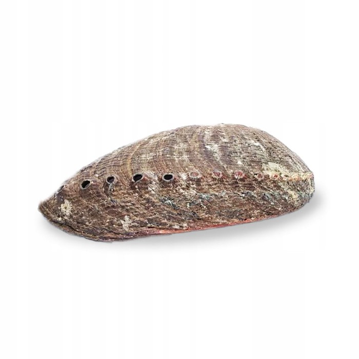 PODSTAWKA POD KADZIDEŁKO Palo Santo Muszla Abalone Zielona Haliotis Fulgens
