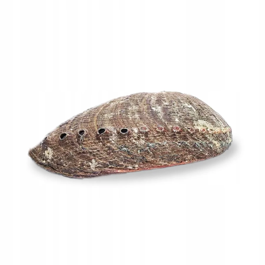 Muszla Abalone Zielona Haliotis fulgens – widok zewnętrzny