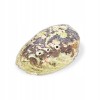 Muszla Abalone Rainbow Haliotis iris – widok zewnętrzny