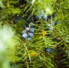 BIAŁA SZAŁWIA i Jałowiec Kadzidło Susz Naturalne Certyfikowane Meksyk 35g