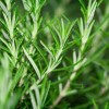 BIAŁA SZAŁWIA i Rozmaryn Kadzidło Susz Naturalne Certyfikowane Meksyk 30g