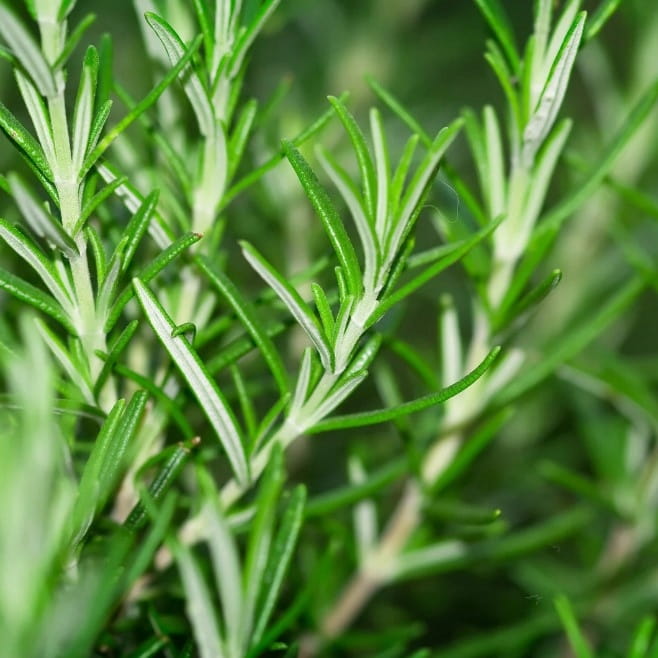 BIAŁA SZAŁWIA i Rozmaryn Kadzidło Susz Naturalne Certyfikowane Meksyk 30g