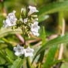 YERBA SANTA Kadzidło Kadzidełko Naturalne Certyfikowane Meksyk 30g