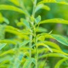 Ziele Słońca Sinicuichi Suszone Susz Heimia Salicifolia Meksyk Euforia 100g