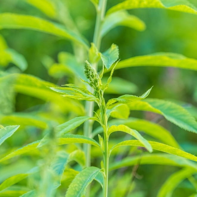 Ziele Słońca Sinicuichi Suszone Susz Heimia Salicifolia Meksyk Euforia 100g