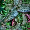 Korzeń Snów Marzeń Dream Root Synaptolepis Kirkii Uvuma Omhlope Afryka 50g